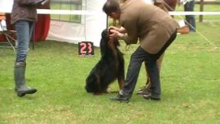 Gordon Setter - Rüden Zwischenklasse - Forsthaus Heiligenberg