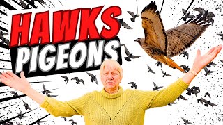 Pigeons vs. Hawks Attack Bird of Prey Prevention #racingpigeons