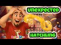 2025 Clutch #28 - “Unexpected OD Pied Clutch” Egg Cutting- Breeding Ball Pythons #ballpython