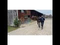 BBAG Christmas-Online Sale 2021 - Lot 8 Wyome