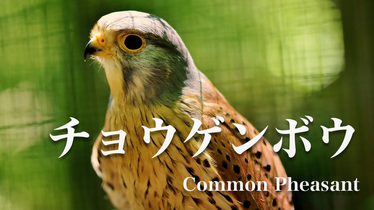 Calling Of A Butterfly Japan Wild Bird Information Service Youtube