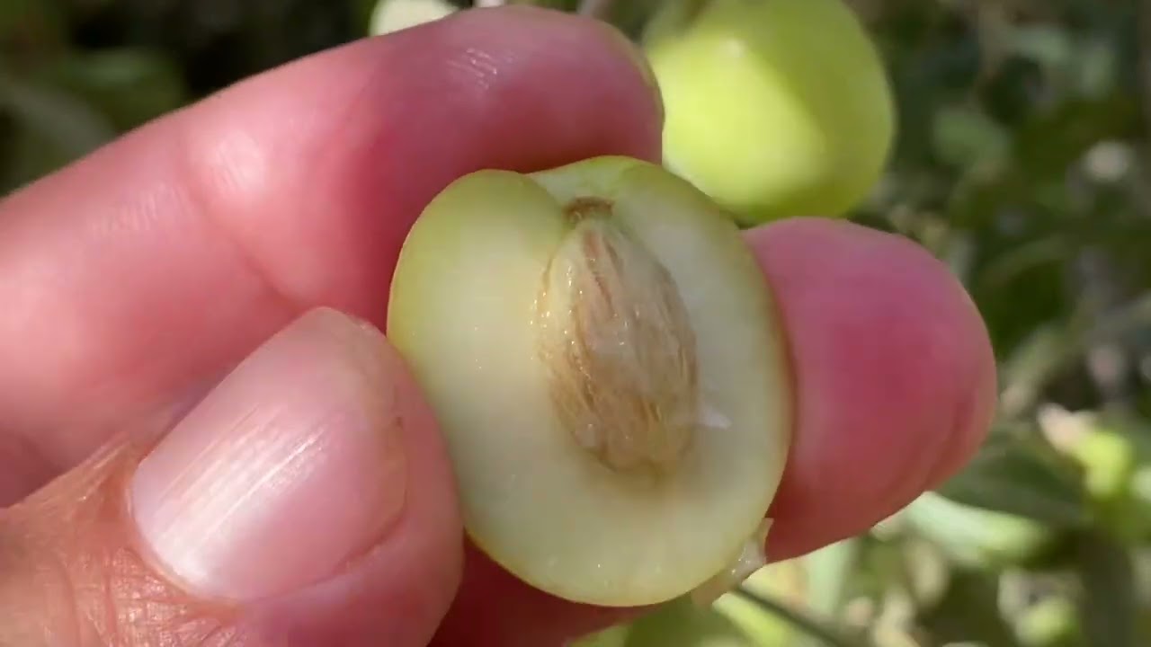 منزينيلو دي سيفيلا – الزيتون الملكي القادم من الأندلس (الجزء الأول)