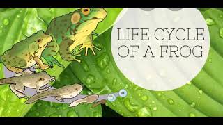 How do frogs 🐸 breathe