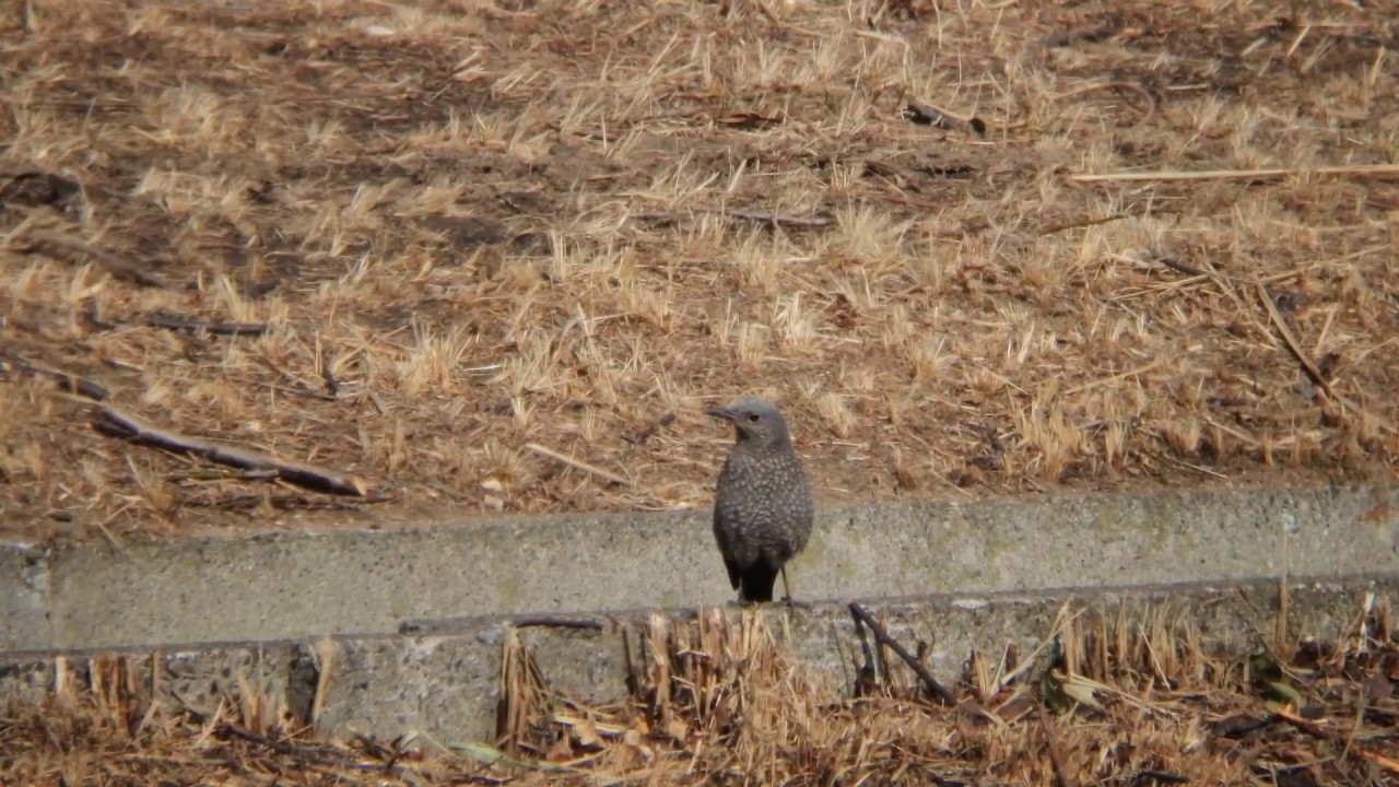 公園のイソヒヨドリ / Blue Rock-Thrush stump 