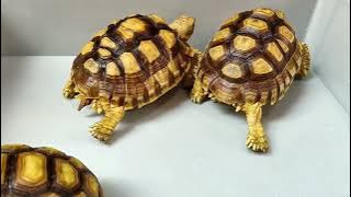 BELI KURA KURA SULCATA , DI UKURAN BERAPA YANG COCOK DI SAAT MUSIM HUJAN?