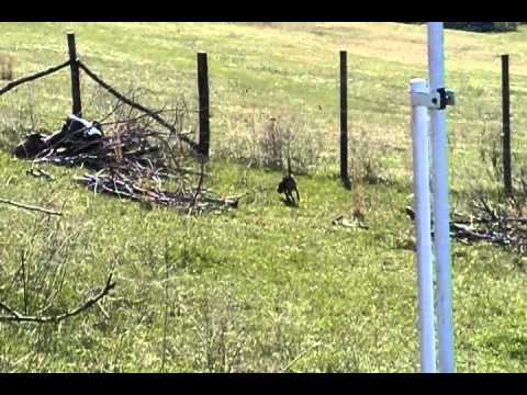 black and tan beagle in starting pen 