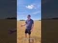 Can Spring Linseed Help Tackle Blackgrass?