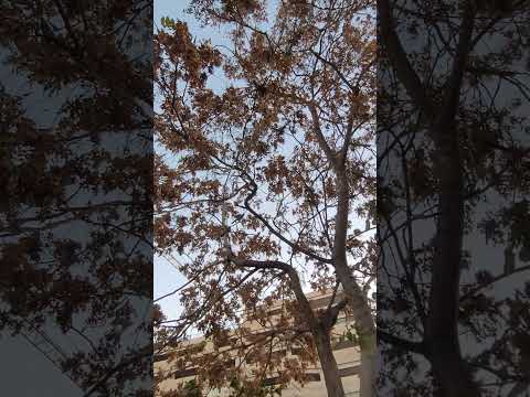 گوش سفیدهای خیابان پشت چهار راه ولیعصر خیابان مظفر بلبل خرما