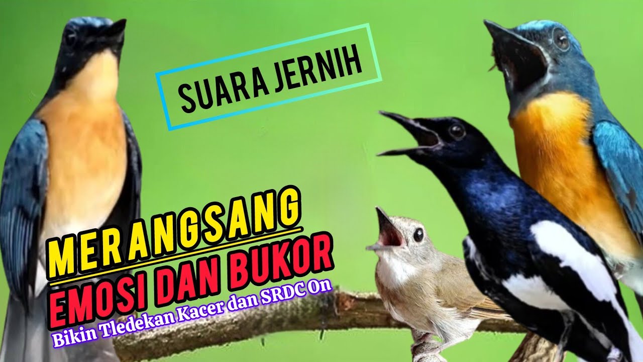 TERBUKTI AMPUH, MERANGSANG EMOSI TLEDEKAN GUNUNG, SRDC DAN KACER