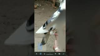 snapseed background blur 3