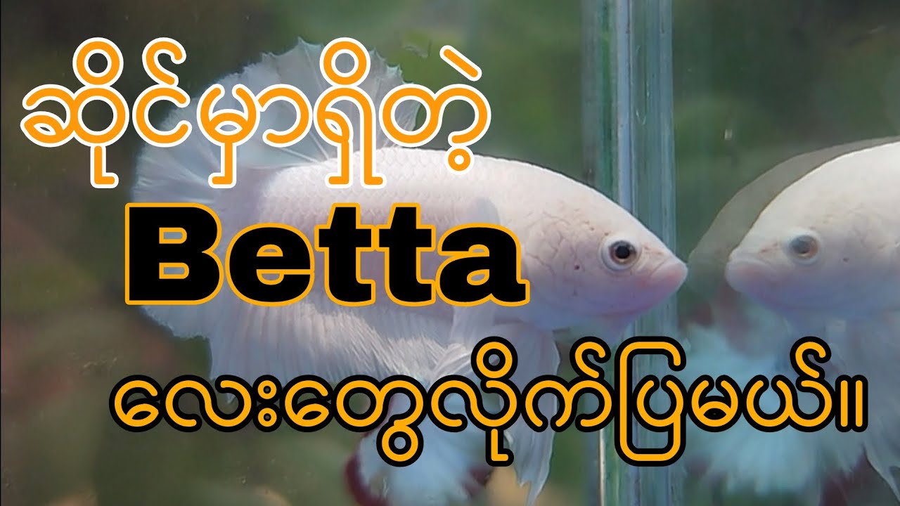 ဆိုင်မှာ ရှိတဲ့ ဖိုက်တာလေးတွေ ပြပေးပါမယ်ခင်ဗျ။🤗#betta #aquarium