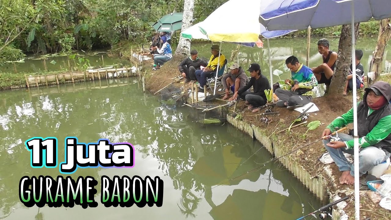 GURAME EDYAN !! Sekali Betot Langsung Ambyar, Mancing gurame pada putus .