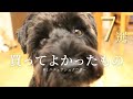 【2021】買ってよかった犬用アイテム