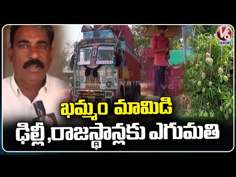 Mango Export Begins In Khammam,   Mango Production  Dip This Year   |  V6 News - V6NEWSTELUGU