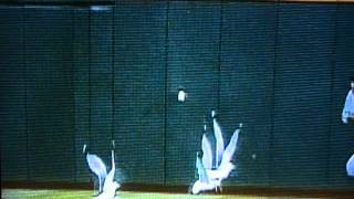Bird Experts Reflect on Randy Johnson Hitting a Bird With a Pitch