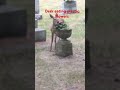 Deer eating plastic flowers
