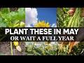 8 Best Seeds to Plant in May for a Huge Summer Harvest!