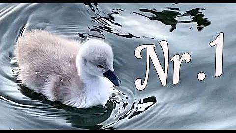 Лебеди, первый птенец. Уникальные съемки!