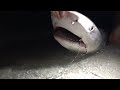 Rusty Hook Removed From Sharks Mouth