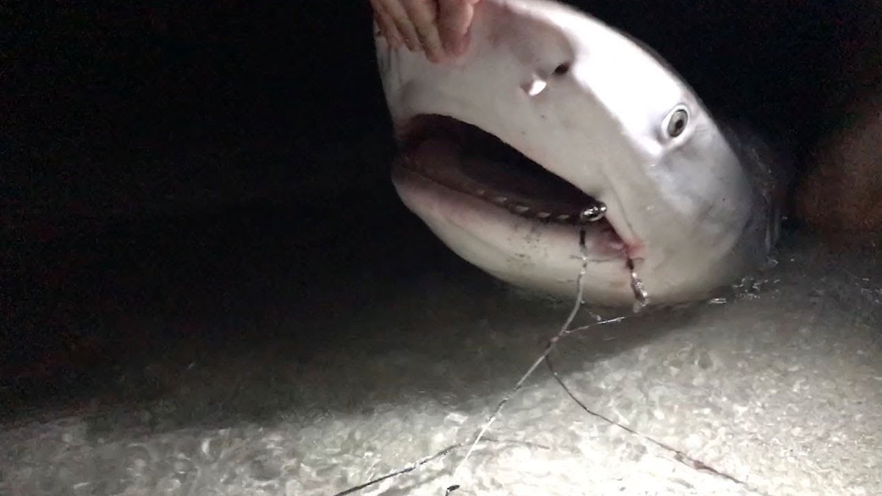 Rusty Hook Removed From Sharks Mouth YouTube rusty-hook-removed-from-sharks-mouth-youtube