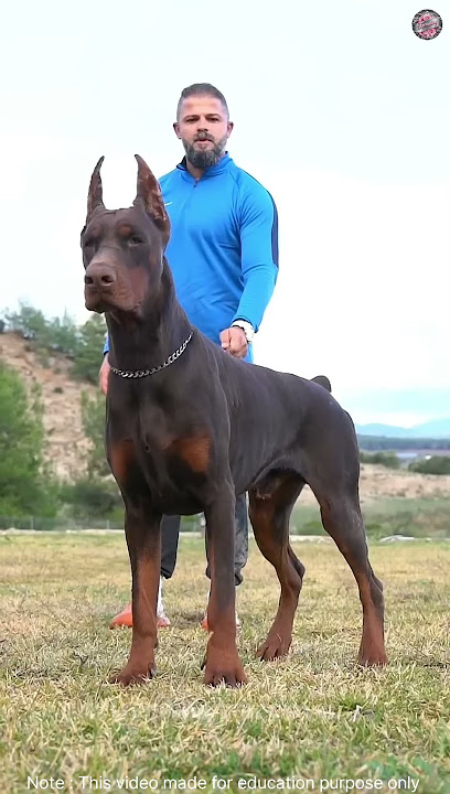 Dengerous dogs 😱🐶 #dogs  #facts #naturesvoice #animals