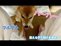 【恐怖】震える手で助けを求める!夜更けのガクブル