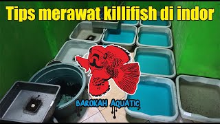 Tips merawat killifish di indor ... ‼️ Barokah Aquatic