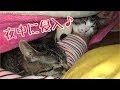 夜中に潜り込んでくる♪part2の巻【うちの子4にゃんず】