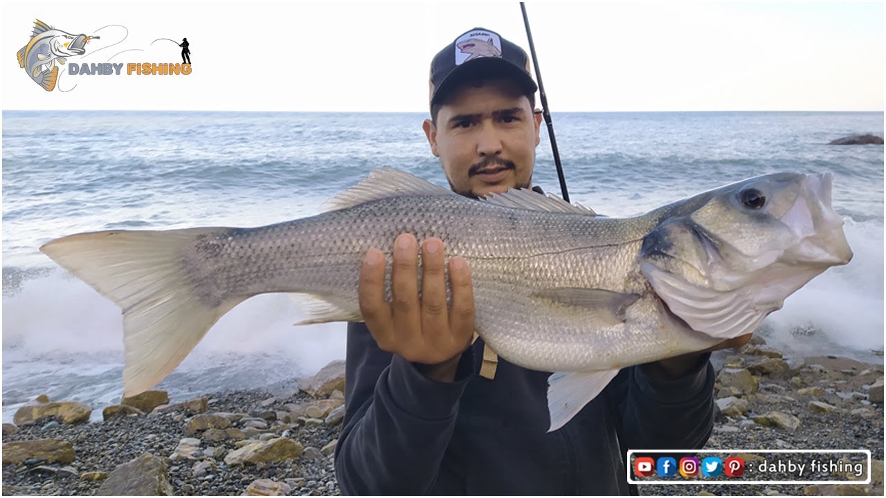 شاهد صيد سمك الدرعي أو القاروص العملاق علي المباشر بالطعم الصناعي و مصيد راااائع شمال المغرب
