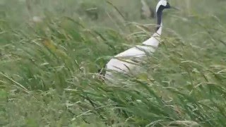 1041218三芝丹頂鶴1