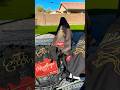 “What’s in my baseball bag “ updated Rawlings Gold Glove Club Review 2.5 minute short