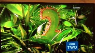 BBC Two Predator Ident 2017 (Venus Fly Trap since called from 2006)
