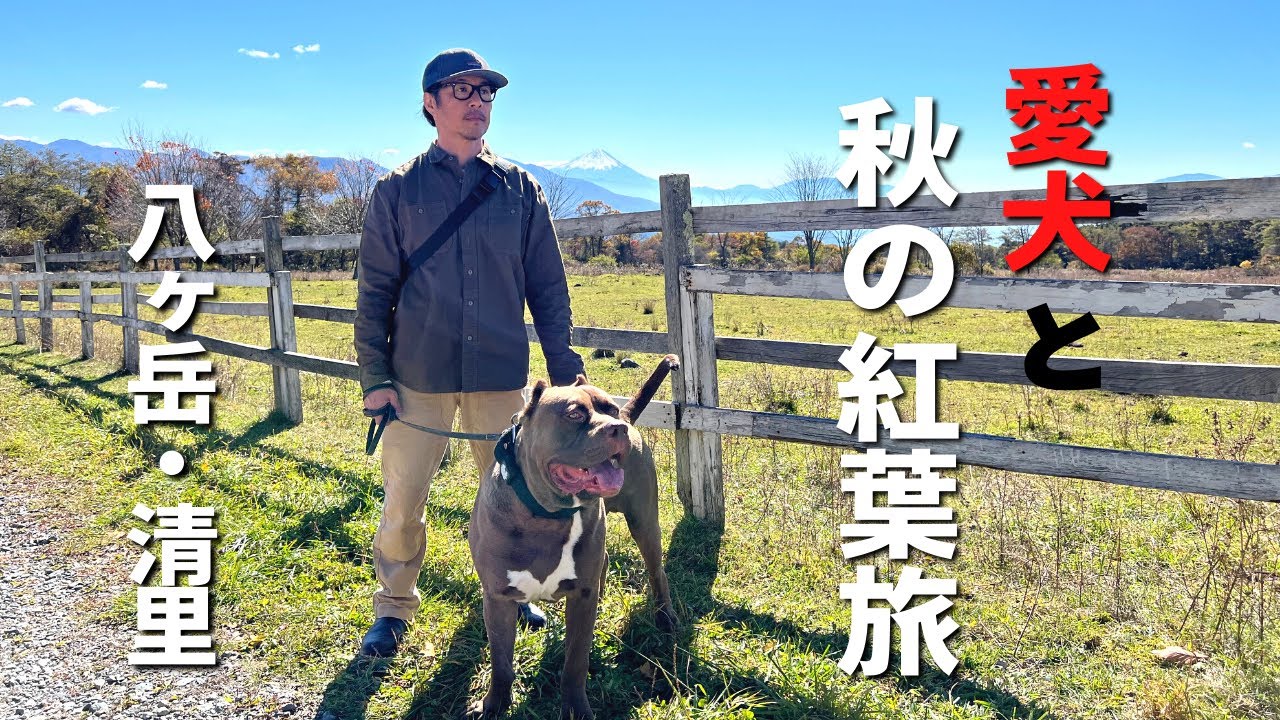 【犬連れ車中泊旅】山梨県 八ヶ岳・清里の鮮やかな紅葉に酔いしれた旅！見事な富士山に絶品清里グルメ♪