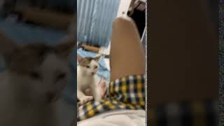 Download Lagu Kucing Pijat Plus Plus π€£ MP3 Download Lagu Kucing Pijat Plus Plus π€£ MP3