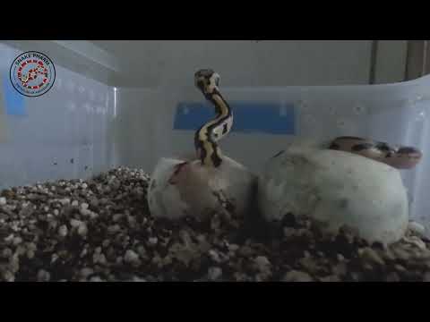 Python Hatching Timelapse