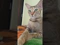 no reaction plz #viralreels #funny  #cat