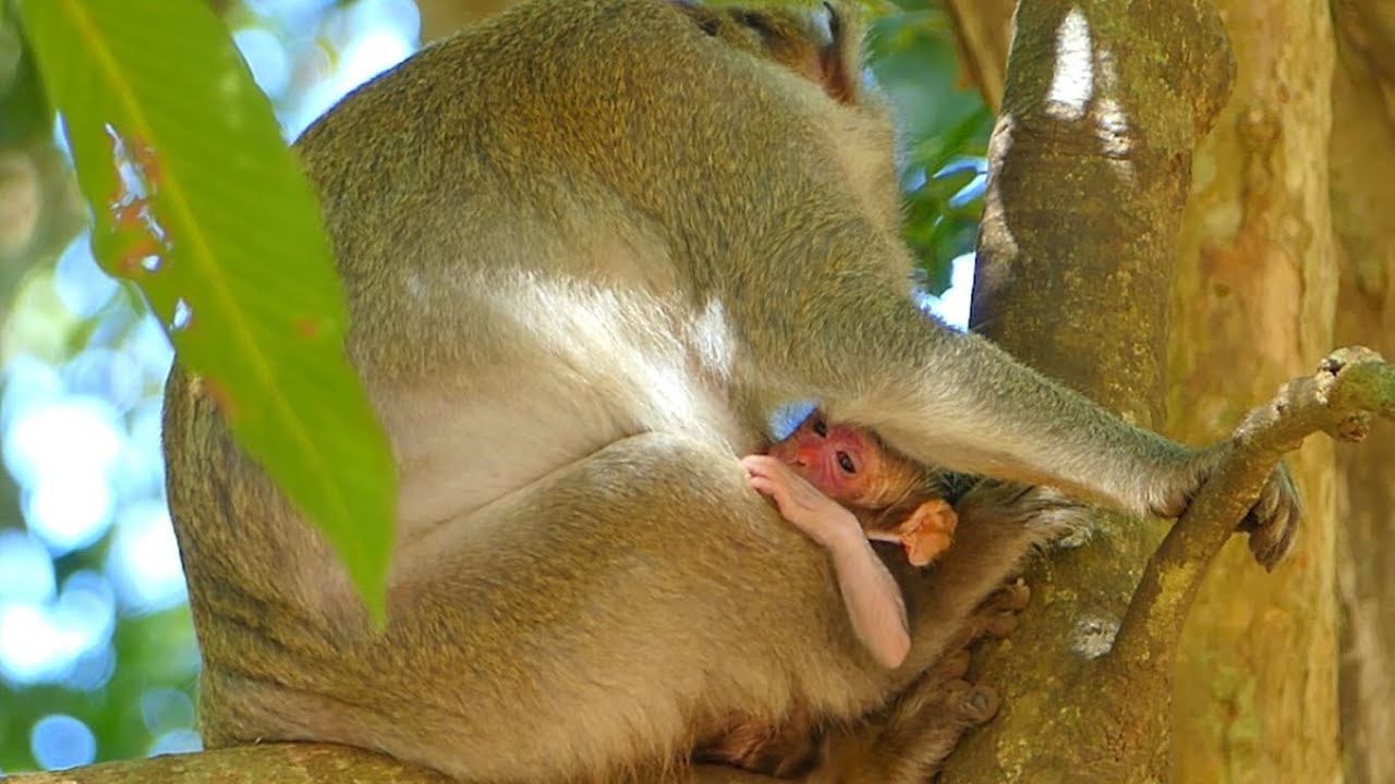 Welcome Newborn Baby Monkey Jody, Newborn Baby Monkey Look So Cute