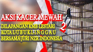 LOMBA BURUNG KACER| AKSI KACER MEWAH GETAR-GETAR DIGANTANGAN KMB LESTARI LUBUKLINGGAU|