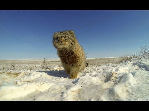 Манул Pallas's Cat