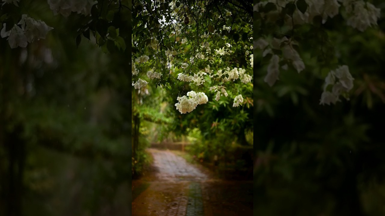 Random Summer Rain Frames ⛈️☔
