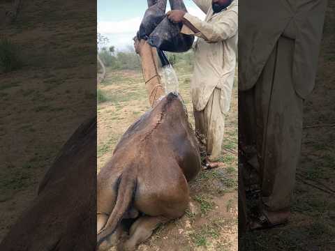 منظر جميل لمالك وهو يغسل جمله في الصحراء 