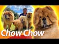 CHOW CHOW é agressivo? Descubra! | Guia de raças Baw Waw の動画、YouTube動画。