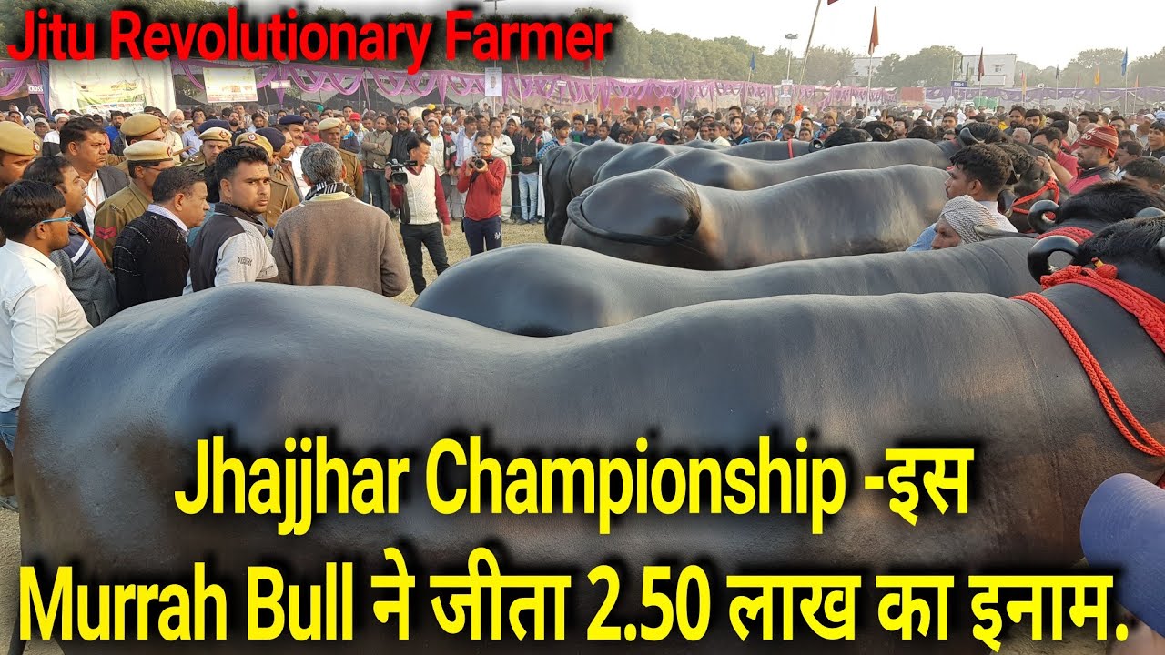 👍Super Murrah Bulls -2.50 लाख का जीता सरकारी इनाम. Ring में रचा इतिहास, इस Bull ने मारी बाजी 👍.