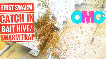 🌎 First swarm catch in bait hive/swarm trap 2020