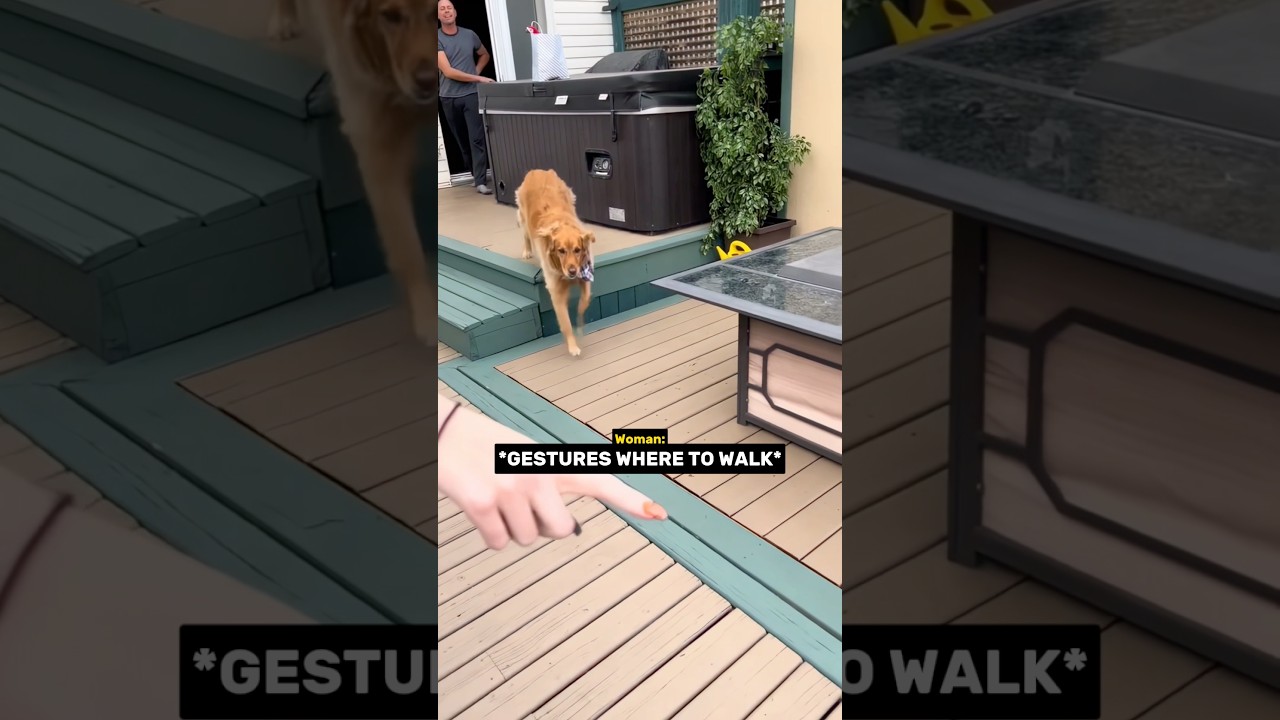 surprising mother dog 🥹❤️‍🩹