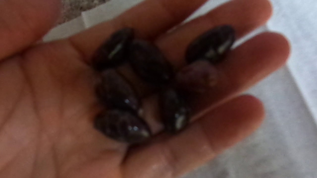 camera iphone 8 plus apk Sprouting cacao bean seeds part 2