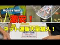 [aquarium]人気の熱帯魚通販。大量の熱帯魚を購入！