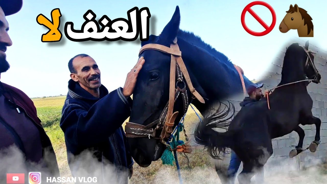 (الجزء الثاني) عمر السرغيني سمعو 👂شنو قال على ترويض المهر 🐴😱 (VLOG 95)