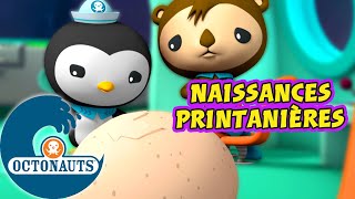 Octonauts - Naissances printanières : éclosions d'œufs spécial Pâques !