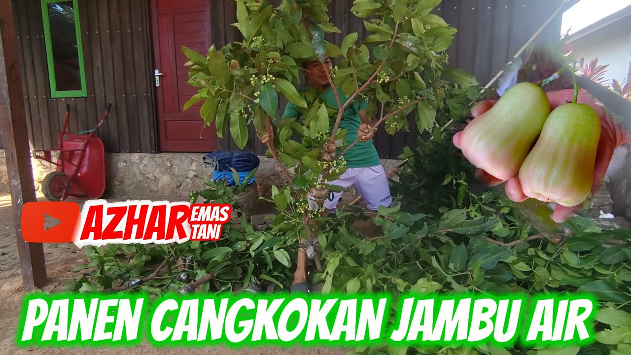 PROSES PANEN CANGKOKAN JAMBU AIR MADU DAN PINDAHKAN KE POLIBAG